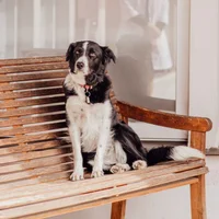Cora